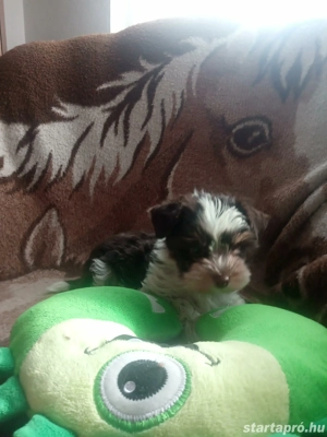 Biewer yorkshire (Biro) terrier jellegű kiskutya - kép 2