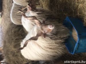 Eladók Hortobágyi Fehérracka Birkák!