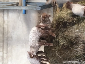 Eladók Hortobágyi Fehérracka Birkák! - kép 4