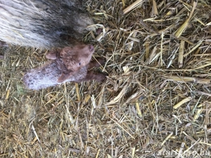 Eladók Hortobágyi Fehérracka Birkák! - kép 5