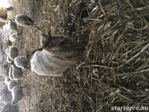 Eladók Hortobágyi Fehérracka Birkák! - kép 7