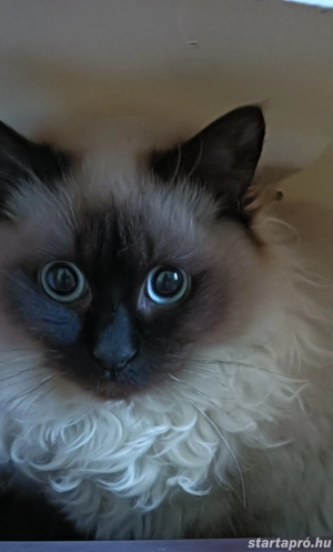 Ragdoll kiscica Seal point  - kép 2