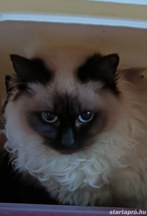 Ragdoll kiscica Seal point  - kép 5
