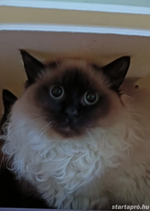 Ragdoll kiscica Seal point  - kép 4