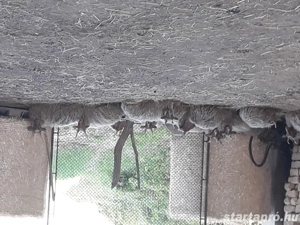 Eladók Hortobágyi Fehérracka Birkák! - kép 8