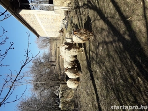 Eladók Hortobágyi Fehérracka Birkák! - kép 10