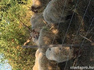 Eladók Hortobágyi Fehérracka Birkák! - kép 11