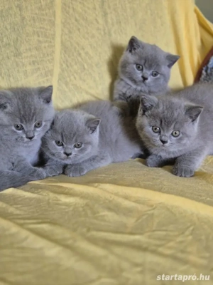 Brit kék rövidszőrű gyönyörű cicusaink hamarosan elvihetők lesznek! - kép 3