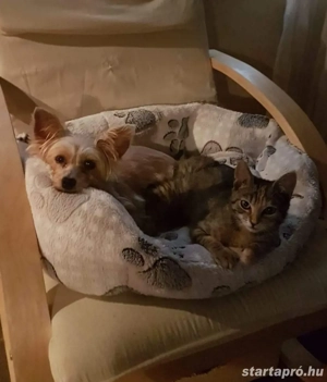 Munkát keresek szállással - kép 2