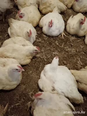 Tavaszra minőségi csirke rendelhető 