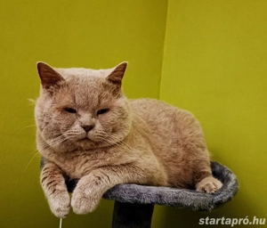 Brit Lila Kandúr eladó - kép 3