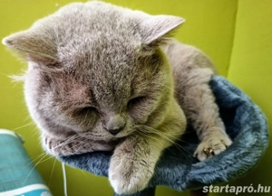 Brit Lila Kandúr eladó - kép 2