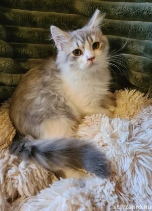 Törzskönyvezett szülőktő Brit hosszú szőrű kiskandúr! - kép 4