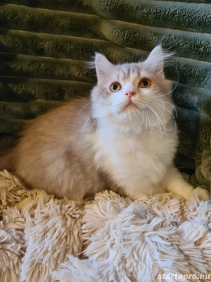 Törzskönyvezett szülőktő Brit hosszú szőrű kiskandúr! - kép 3