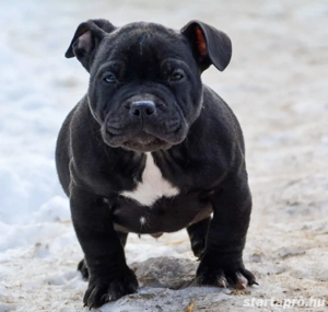 American bully kiskutyák Abkc 