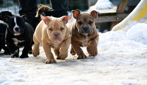 American bully kiskutyák Abkc  - kép 2