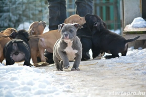 American bully kiskutyák Abkc  - kép 4