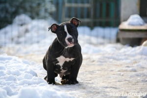 American bully kiskutyák Abkc  - kép 5