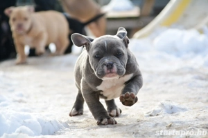 American bully kiskutyák Abkc  - kép 3