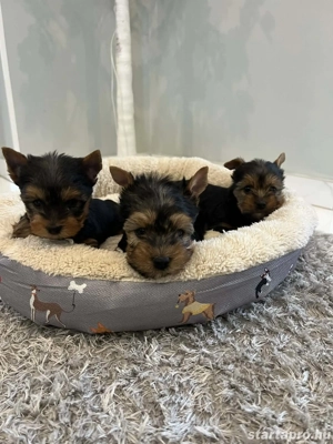 Yorkshire terrier kiskutyák
