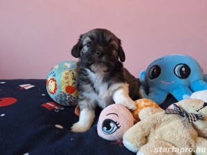 Bishon havanese babák költöznének  - kép 2