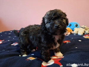 Bishon havanese babák költöznének  - kép 8