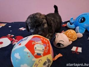 Bishon havanese babák költöznének  - kép 10