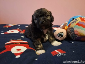 Bishon havanese babák költöznének  - kép 9