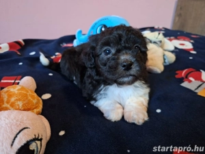 Bishon havanese babák költöznének  - kép 4