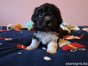 Bishon havanese babák költöznének  - kép 6