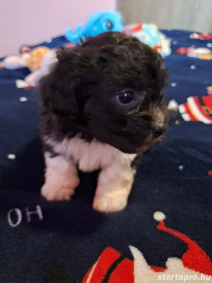Bishon havanese babák költöznének  - kép 5