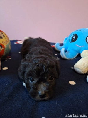 Bishon havanese babák költöznének  - kép 7