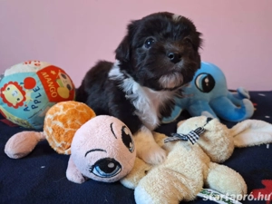 Bishon havanese babák költöznének  - kép 12