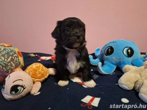 Bishon havanese babák költöznének  - kép 13