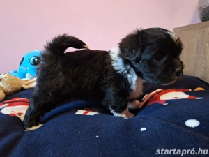 Bishon havanese babák költöznének  - kép 15
