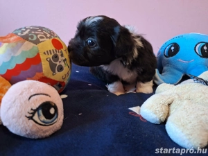 Bishon havanese babák költöznének  - kép 16