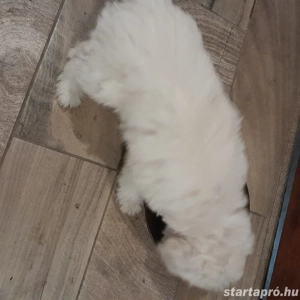 Maltipoo kiskutyák költöznének. - kép 2