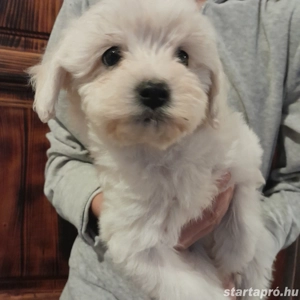 Maltipoo kiskutyák költöznének.