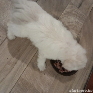 Maltipoo kiskutyák költöznének. - kép 3