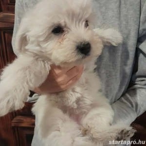 Maltipoo kiskutyák költöznének. - kép 4