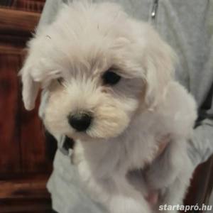 Maltipoo kiskutyák költöznének. - kép 5