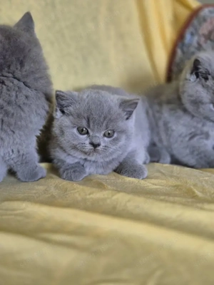 Brit kék rövidszörű gyönyörű cica babák szerető gazdikat keresnek!