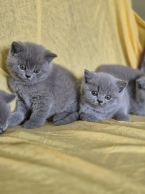 Brit kék rövidszörű gyönyörű cica babák szerető gazdikat keresnek! - kép 2