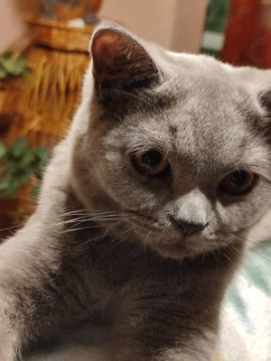 Skót   lló fülü cica eladó  - kép 6