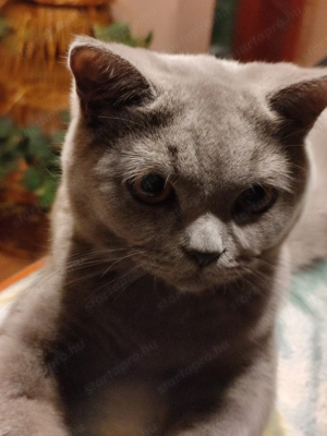 Skót   lló fülü cica eladó  - kép 5