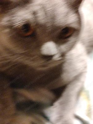 Skót   lló fülü cica eladó  - kép 4