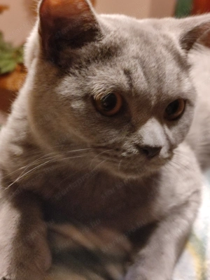 Skót   lló fülü cica eladó  - kép 3