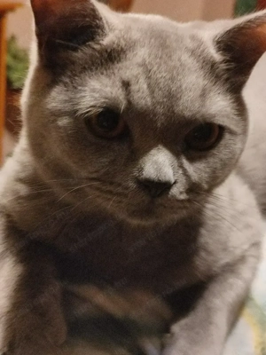 Skót   lló fülü cica eladó  - kép 2