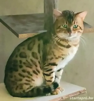 Bengáli macska eladó  - kép 3