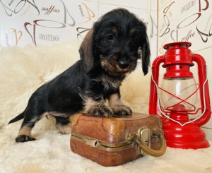 Szálkásszőrű tacskó lány - kép 2